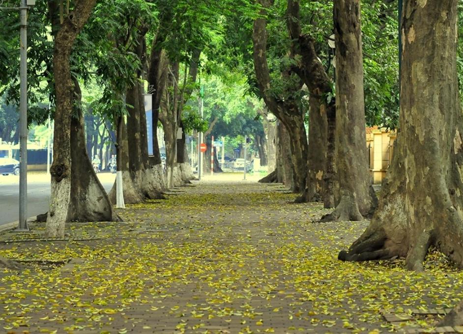 Da Tree Homestay Ханой Экстерьер фото